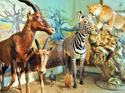 Iran nature and wild museum